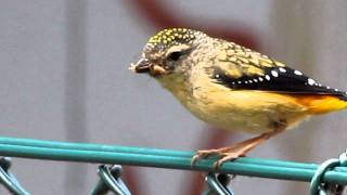 Spotted pardalote  taking insect to nest [upl. by Rainger]