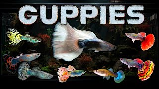 Best Guppies for your Aquarium and Guppy Fish Varieties – Guppy Beginners Welcome [upl. by Halilahk915]