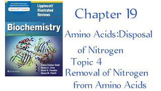 Oxidative Deamination transport of ammonia chapter 19 Lippincott [upl. by Erdnuaed]