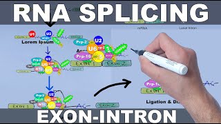 RNA Splicing Mechanism [upl. by Irovi]