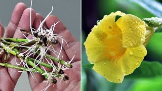 EASIEST Way to GROW Allamanda from Cuttings [upl. by Askari642]