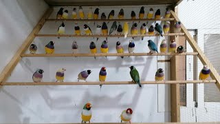 FINCH Life Cycle  BREEDING Duration I INCUBATION Duration [upl. by Hamann116]