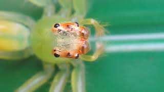 YellowLined Epeus Spider Macro in Singapore insect [upl. by Means]