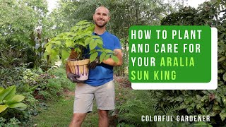 How To Plant And Care For Aralia Sun King  Colorful Gardener [upl. by Nitnert422]