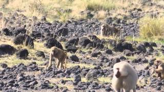 Hamadryas Baboons In Awash National Park Ethiopia [upl. by Hoj534]