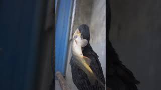 Cormorant swallows a big carp [upl. by Ronym]