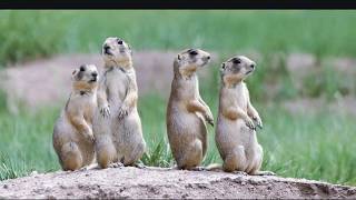 Prairie Dogs sounds scream and barking  Americas Meerkats [upl. by Elsy]