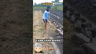 Gak Perlu Traktor  Petani ini Bikin Lahan Rapi bermodal SEKOP [upl. by Dunston]