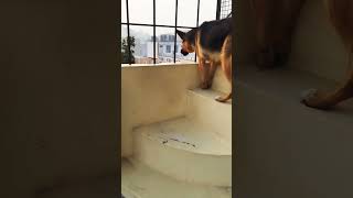 german shepherd dog barking  gsd dog barking  dog barking  puppy barking  dogs voices [upl. by Hirza]