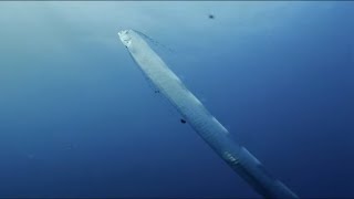 Giant Sea Serpent Meet the Myth  4K Documentary [upl. by Hallerson]