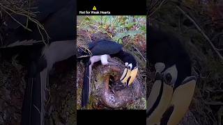 Bird Kills Hatchling for His Babies Feeding amazing shorts nature [upl. by Nigrom]