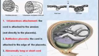 43 General Embryology Umbilical Cord [upl. by Shulock49]