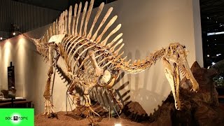 Top 10 Dinosaurios Carnívoros Más Grandes Y Aterradores [upl. by Boykins275]