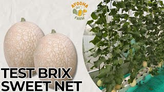 TEST BRIX MELON SWEET NET [upl. by Pippas173]