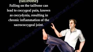 Coccyx Tailbone pain coccydynia  Everything You Need To Know  Dr Nabil Ebraheimmp4 [upl. by Baggett186]