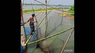 Village fishing video Sayed Agro BD [upl. by Lenes]