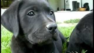 Black labs in slow motion [upl. by Assitruc]