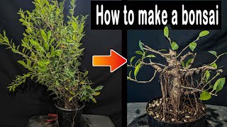 How to make a Bonsai tree Bush to Bonsai [upl. by Ardnoik]