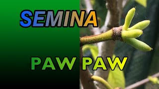 SEMINA ASIMINA TRILOBA  Paw Paw o Banano di Montagna [upl. by Llenroc]