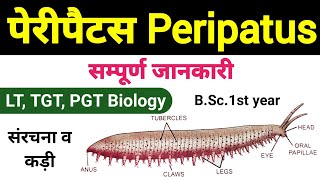 peripatus  peripatus structure and affinities  peripatus diagram  peripatus classification [upl. by Imeka]