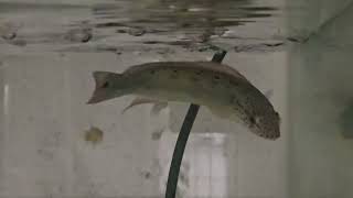 Spot face pike cichlid live feeding on some guppies [upl. by Tosch]