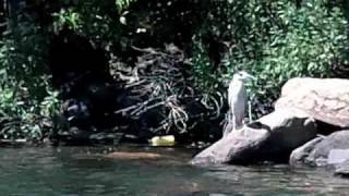 Kayaking Around Randalls Island NYC wildlife [upl. by Geddes657]