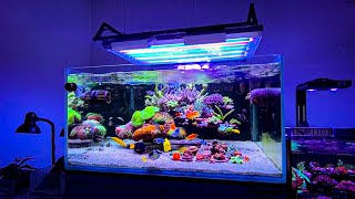 The Coolest Floating Reef Aquarium Setup I’ve Ever Seen 🤩 [upl. by Anneirda]