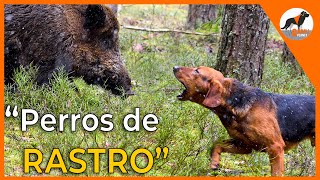 Perros de rastro 🐾 sabuesos en busca del jabalí 🐗sabuesoespañolperrosderastro [upl. by Ametaf989]