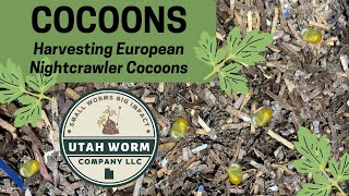 How We Harvest Our European Nightcrawler Cocoons [upl. by Nahseez511]