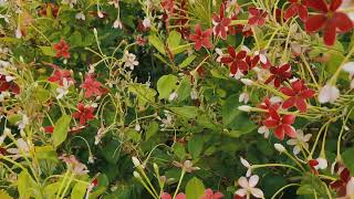 Witness the Magic Combretum indicum in Full Bloom  Flowers  🌸🌸🌺2024 [upl. by Anasor]