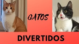 Gatos divertidos II [upl. by Kilian]