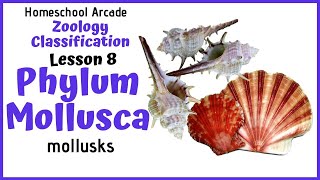 What are Mollusks  Phylum Mollusca [upl. by Ziegler938]