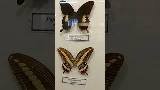 Collection of Unique Tropical Butterflies in Natural History Museum Lepidoptera Papilionidae [upl. by Riki]