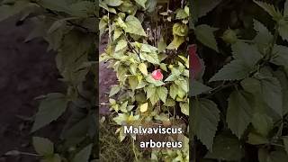 Malvaviscus arboreus [upl. by Stine]