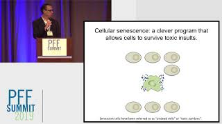 The Role of Senescence in Driving the Pathology of AgingRelated Diseases  Nicolas Musi MD [upl. by Bernie279]