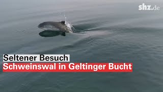 Seltener Besuch Schweinswal in Geltinger Bucht [upl. by Eniamrehc]