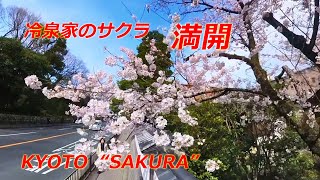 京都市上京区・冷泉家前のサクラ 満開【京都の桜】（2024年3月28日 京都市上京区） Cherry blossoms in front of the Reizei house [upl. by Dlawso]