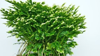 Selaginella martensii quotFrostyquot  Moosfarn  Mooskraut [upl. by Wailoo]