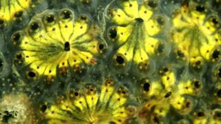 Ascidian timelapse [upl. by Alaric]