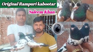 Original Rampuri Kabootar  Saleem Khan Up Rampur  Top Quality Pigeon  Arshad idrisi pigeon [upl. by Hebbe141]