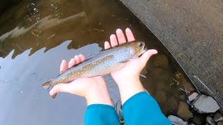 Fall 2024 Multispecies Creek Fishing in Eastern Pennsylvania [upl. by Taddeusz]