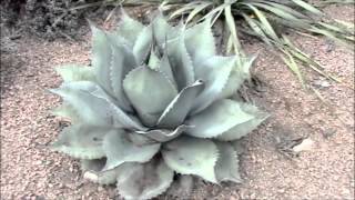 005  Paradise Garden  The Texas Hill Country Landscape Cacti amp Succulents [upl. by Neirrad825]