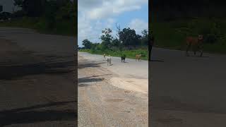 Four gangsters on road dog 🐶🐕🐶🐕 [upl. by Hanson]