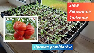 Uprawa pomidorów Siew Pikowanie Sadzenie [upl. by Clayborne]