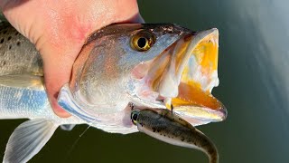 Great Trout Fishing Day in Steinhatchee Florida [upl. by Truk]