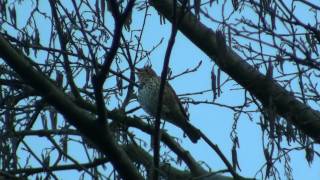 Song Thrush Turdus philomelos  Singdrossel 1 [upl. by Callahan]