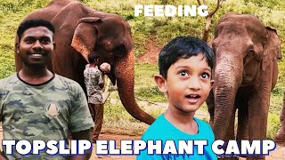 Elephants Camp Topslip  Feeding Elephants Time தமிழில் SimbaaVlogs [upl. by Jenni]