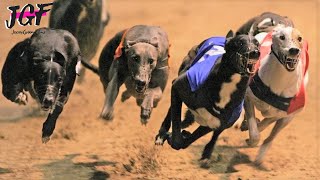 Greyhounds  Dog racing  Track race UK [upl. by Ardnassac670]