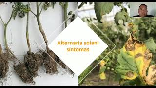 enfermedad en tomate alternaria solani tizón temprano [upl. by Assanav]