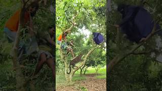 Cheetah Attacked a Boy When he Climbing Tree vfx leopard cheetah shortsvideo [upl. by Anaic]